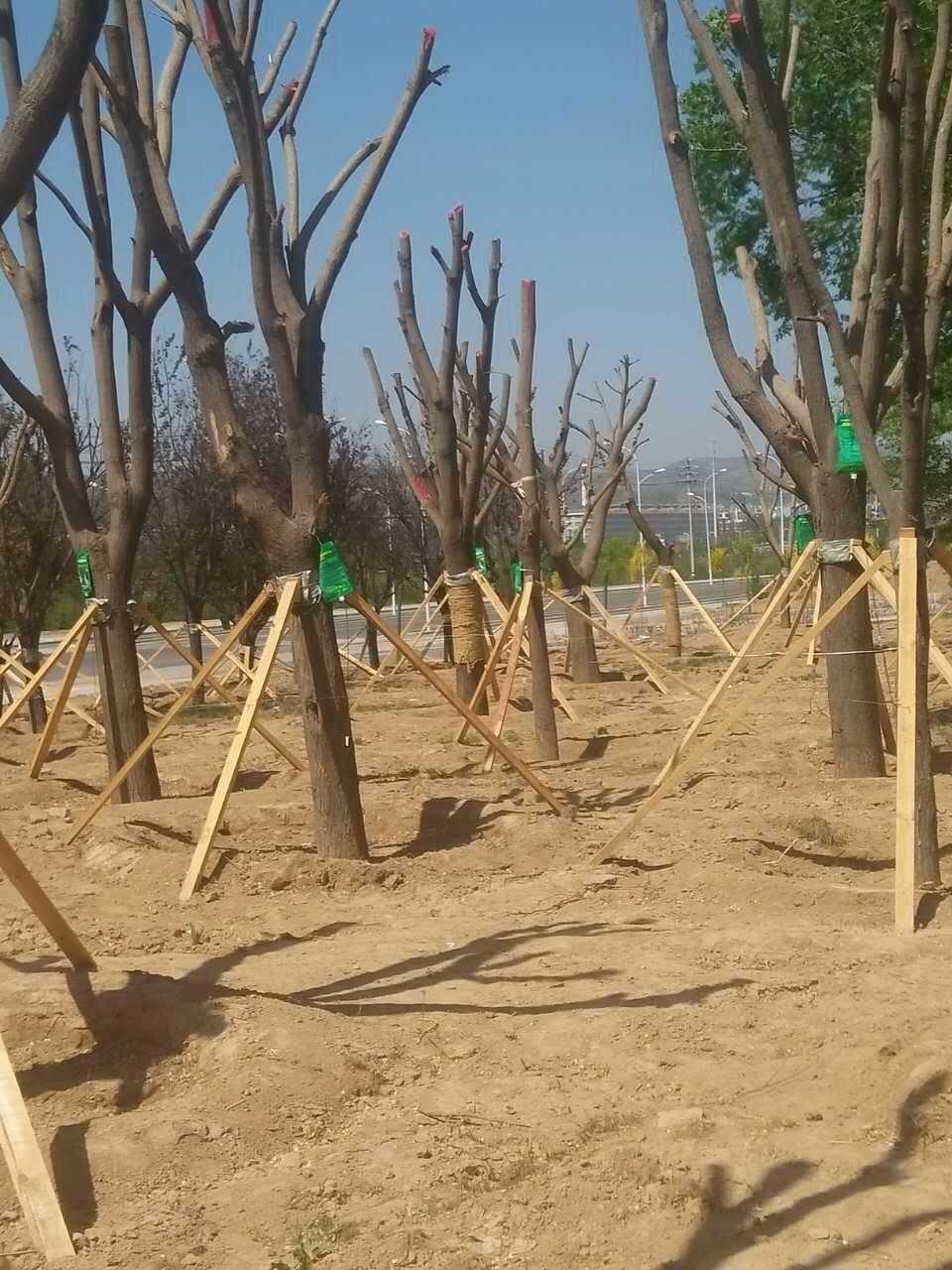 中标甘肃省某公园大树养护产品---大树全元素营养输液吊袋
